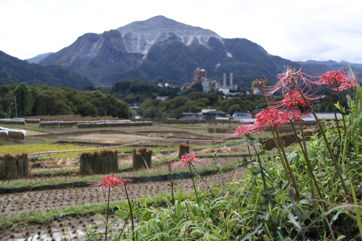 横瀬町  寺坂棚田 彼岸花